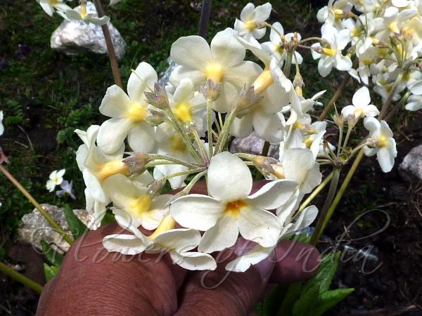 Golden-Eyed Primrose